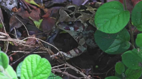 The one that got away Stock-Footage 311374830