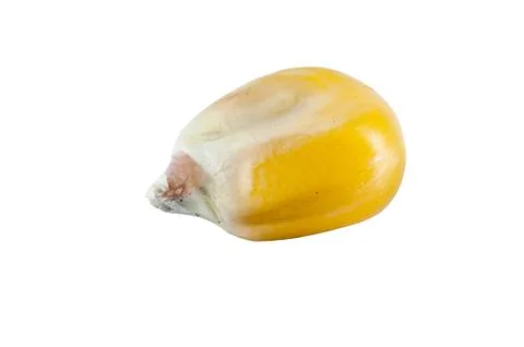 One grain of corn Stock Photos