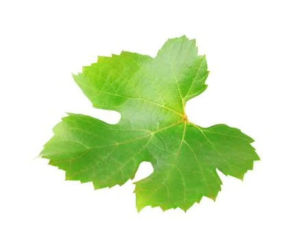 One grape leaf isolated on white Stock Photos
