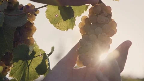 One grape vine cut by hand, in a sunrise on vineyard Stock Footage 162890213