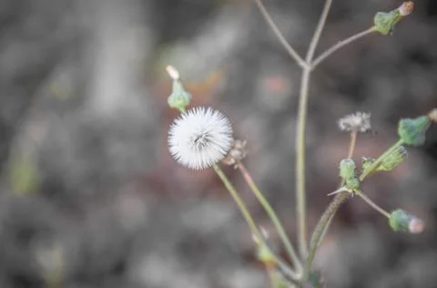 One grass flower. Stock-Fotos