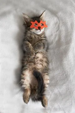 One gray ash kitten in a yellow orange carnival mask lies asleep enjoys mystery Stock Photos