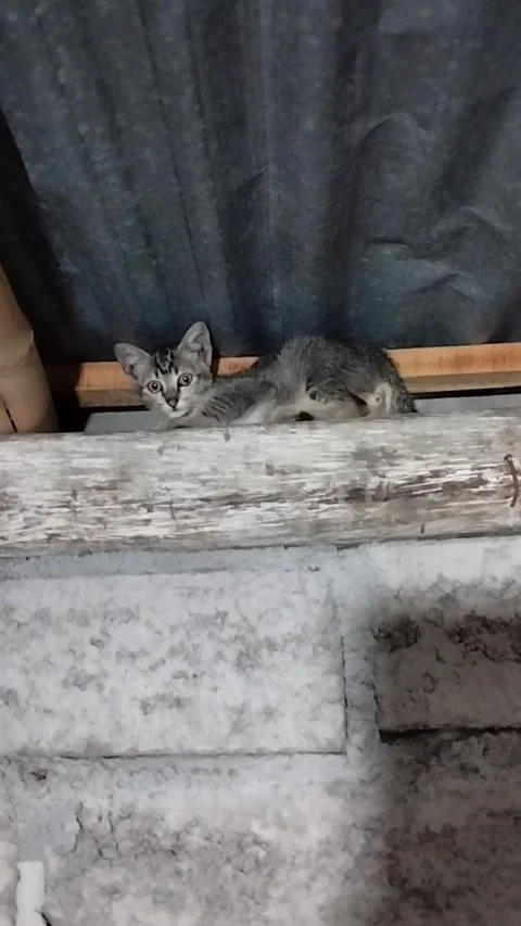 One gray cat lives under the zinc Stock Footage 229985317