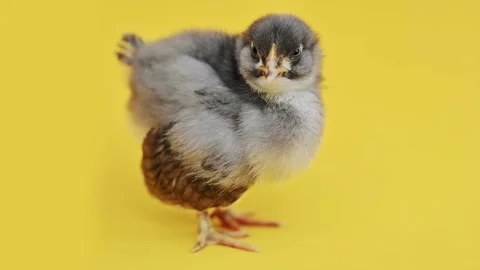 One gray fluffy little chick on yellow background. Little birds. Newborn chicks Stockbeeldmateriaal 196336880