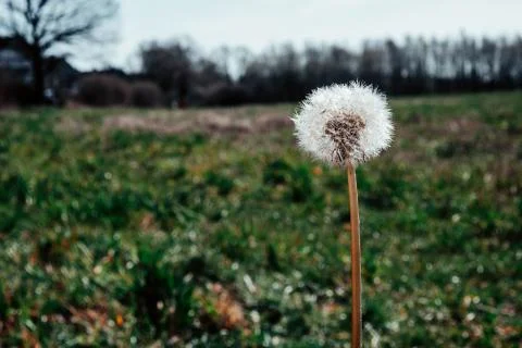 One gray-haired dandelion in a spring field Stock Photos