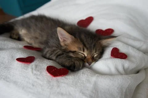 One gray kittens hugging sleep valentine's day heart valentine's day february 14 Stock Photos