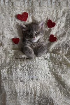 One gray kittens hugging sleep valentine's day heart valentine's day february 14 Stock Photos