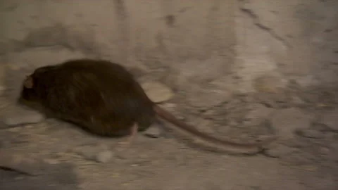 One gray rat running Stock Footage