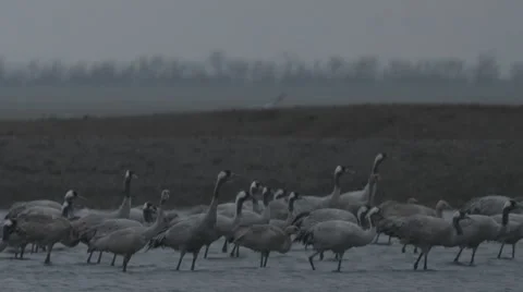 One of the Gray Stork Flies up Over Their Relatives in the Water of the River Stock Footage 64066340
