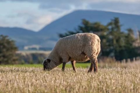 One grazing sheep in a meadow Stock Photos
