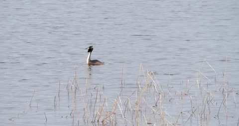 One grebe dives below surface, quickly followed by partner, displaying hunting Stock Footage 311585034