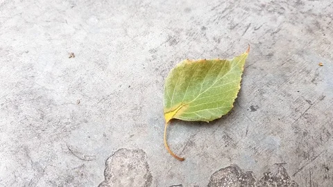 One green birch leaf lies on the stone floor, close-up Stock Footage 113231604