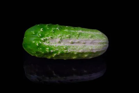 One green cucumber place at mirror table on black background Stock Photos