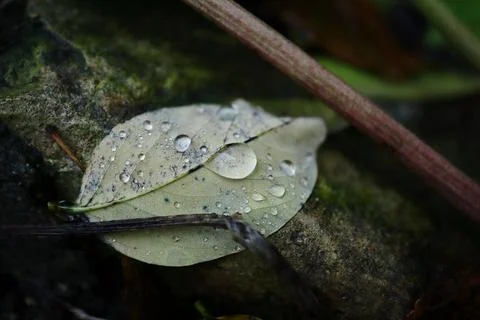 One green fallen leaf with rain drops on back side lying on dark ground Stock Photos