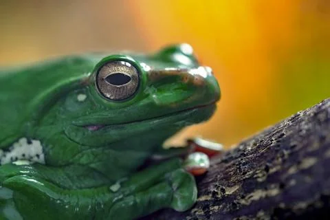 One green frog or toad Stock Photos