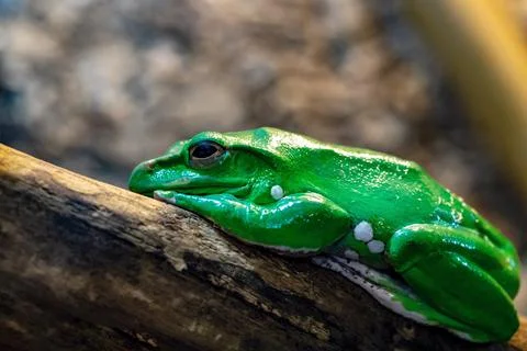One green frog Stock Photos