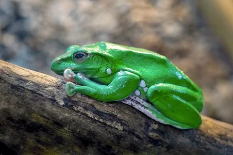 One green frog Foto stock