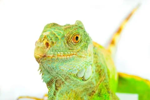 One green iguana Stock Photos