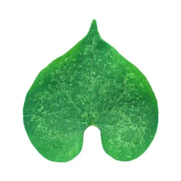 One green leaf like heart shape isolated on white Stock Photos