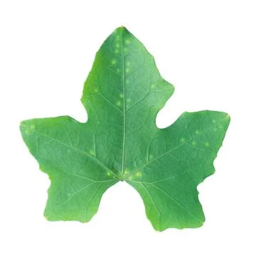 One green leaf isolated on white Stock Photos