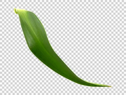 One green leaf isolated on white background. Stock Photos