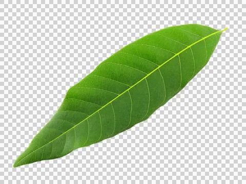 One green leaf isolated on white background. Stock Photos