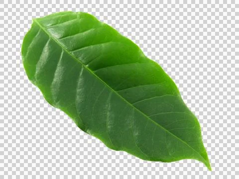 One green leaf isolated on white background. Stock Photos