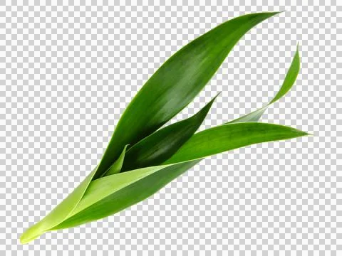 One green leaf isolated on white background. Stock Photos