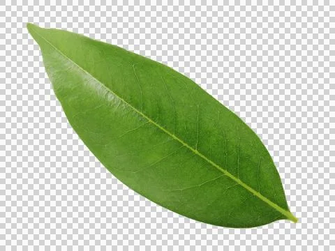 One green leaf isolated on white background. Stock Photos