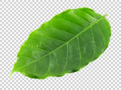 One green leaf isolated on white background. Stock Photos