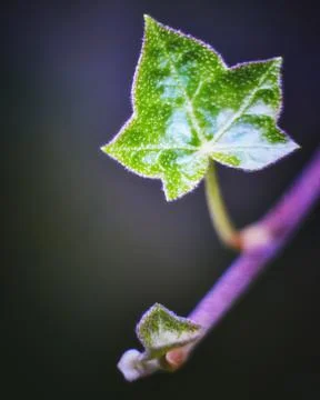 One Green leaf ivy leaf close up macro on green background Stock Photos