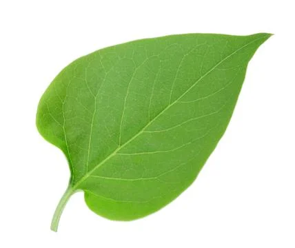 One green leaf of lilac Stock Photos