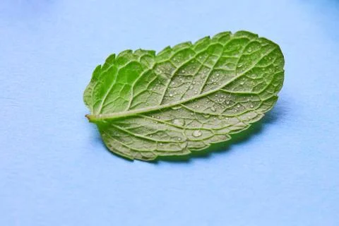 One green leaf of mint with drops of water on a blue paper background,macro Foto stock
