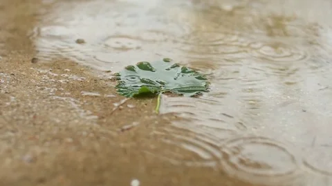 One green leaf in a pool of water under a warm summer rain. slow motion Stock Footage 77872814