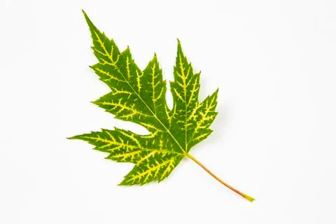One green leaf of Silver Maple tree (Acer Saccharinum) isolated on white back Stock Photos