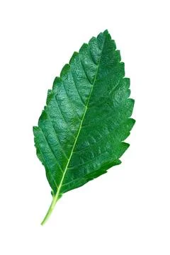 One green leaf with stem isolated on white Stock Photos