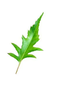 One green leaf with stem isolated on white Stock Photos