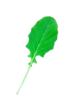 One green leaf with stem isolated on white Stock Photos