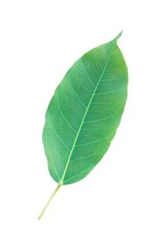 One green leaf with stem isolated on white Stock Photos