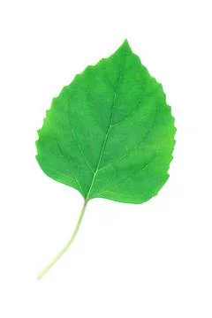 One green leaf with stem isolated on white Stock Photos