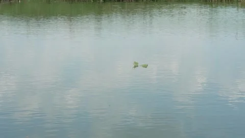 One green leaf from a tree fell into a pond and floats on the waves  库存影片 270519351