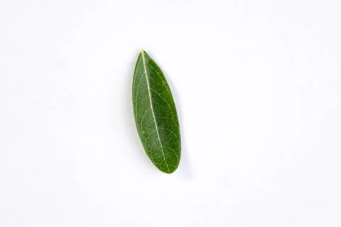One green leaf of a tropical tree isolated on white background. Stock Photos