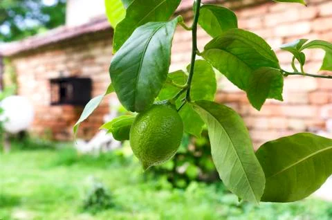 One green lemon in a backyard Stock Photos