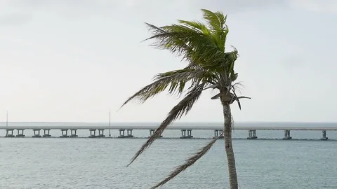 One green palm tree wind, slow motion, Bahia Honda State Park, Florida Stock Footage 92763546