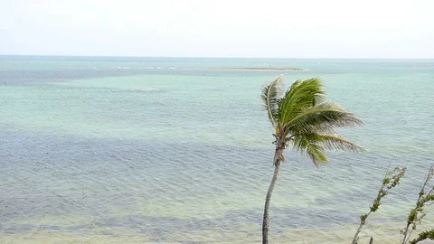 One green palm tree wind Bahia Honda State Park, Florida Keys Stock Footage 93787407