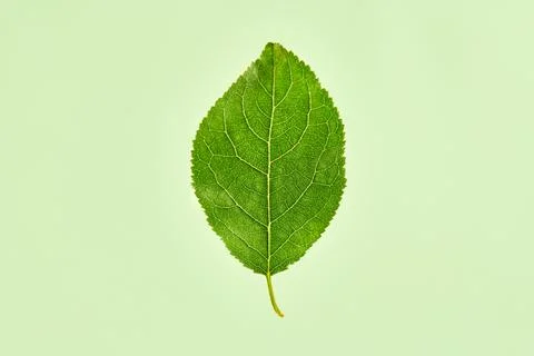 One green plum tree leaf on light green background, detailed macro close up p Stock Photos