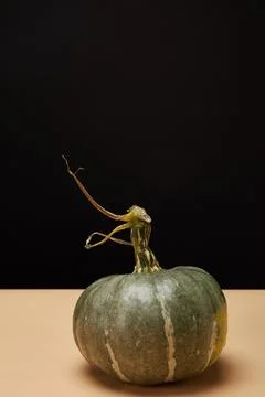 One green pumpkin beige table Stock Photos