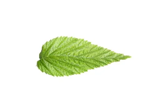 One green raspberry leaf isolated on white Stock Photos