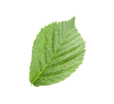 One green raspberry leaf isolated on white Stock Photos