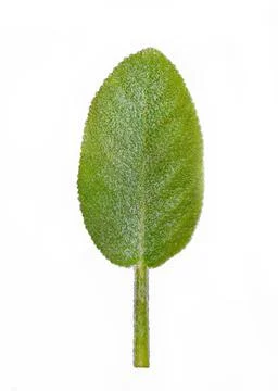 One green sage leaf isolated on white background one green sage leaf isola... Stock Photos